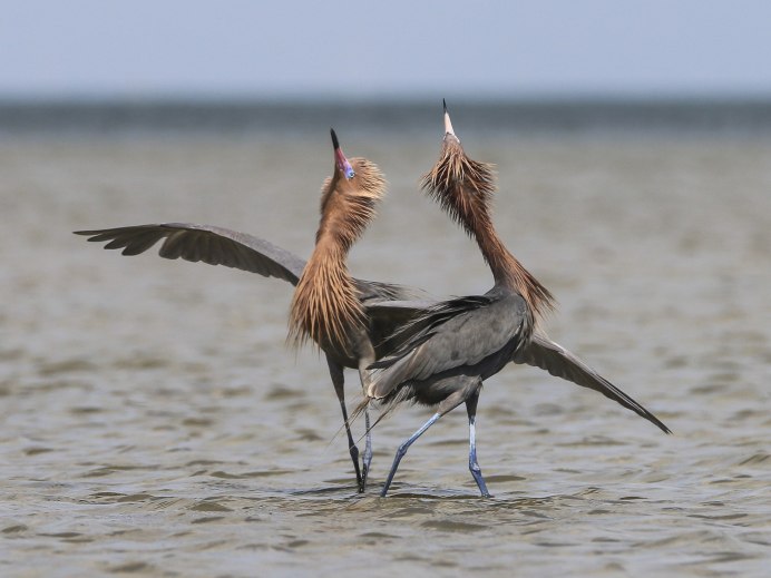 Птица секретарь походка
