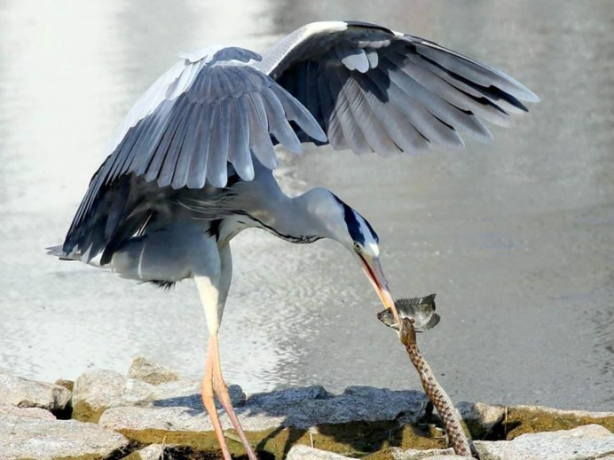 Австралийская якана
