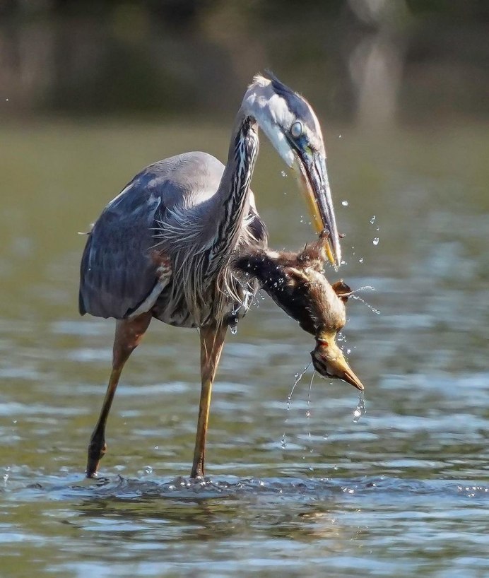 Элегантные птицы