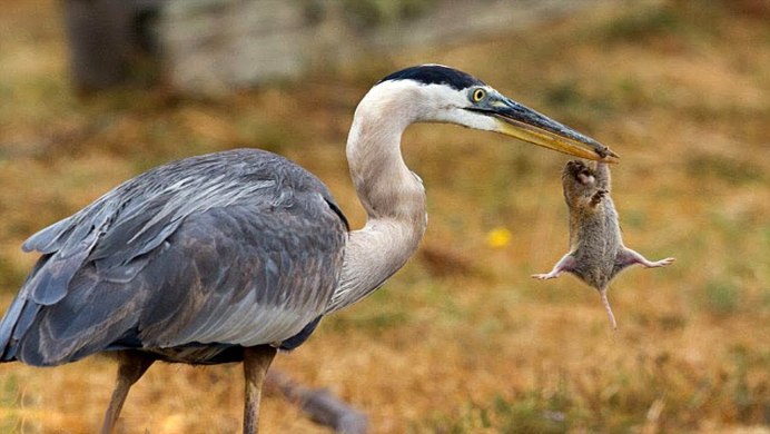 Болотная цапля птенец