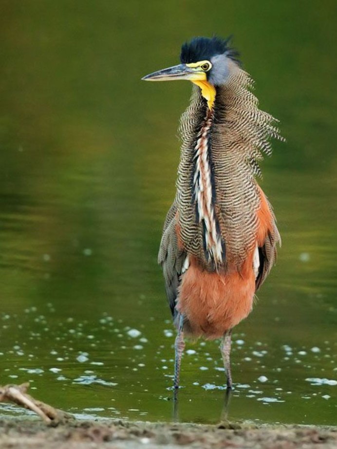 Reddish Egret
