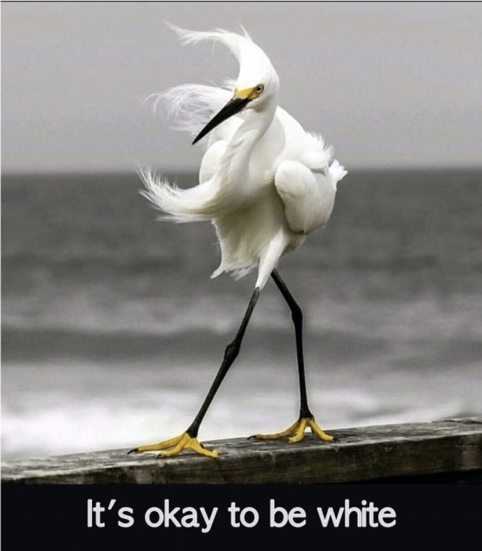 Андский Кондор Гарпия