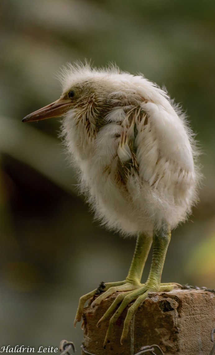 Африканская. Зонтичная цапля.