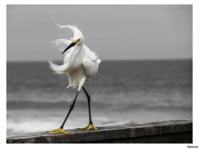 Ветер животные