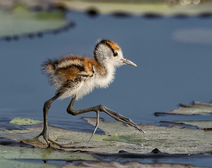 Пудретка у Цапли