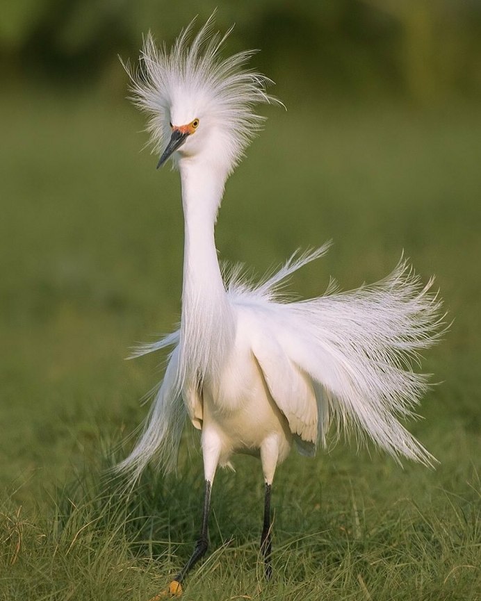 Бегемот и цапля