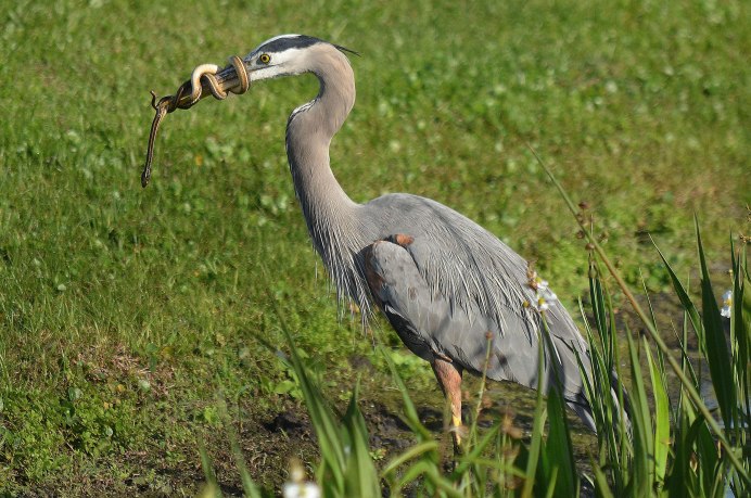 Нильская цапля