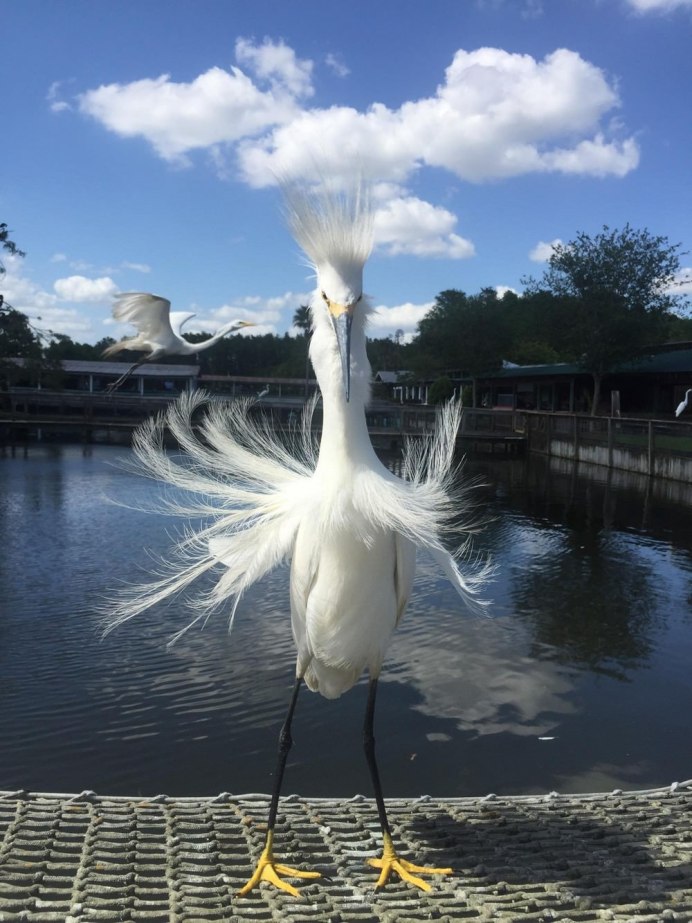 Смешные птицы цапля