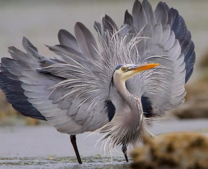 Эгрета цапля