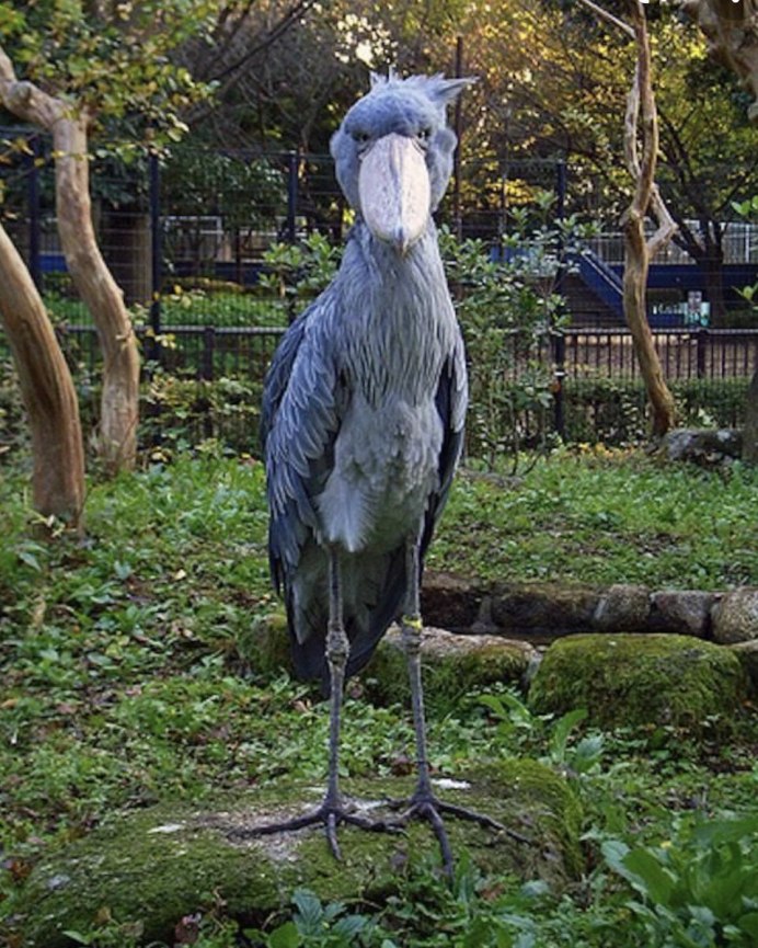 Египетская цапля с хохолком белая