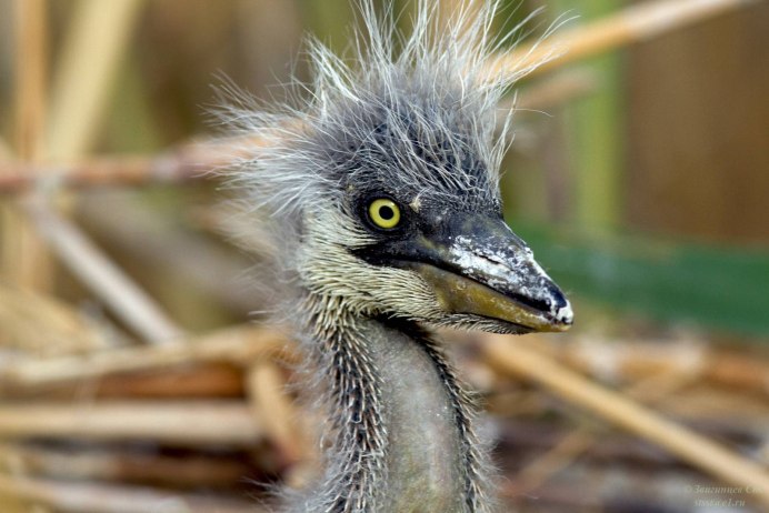 Голубоногая цапля птенец