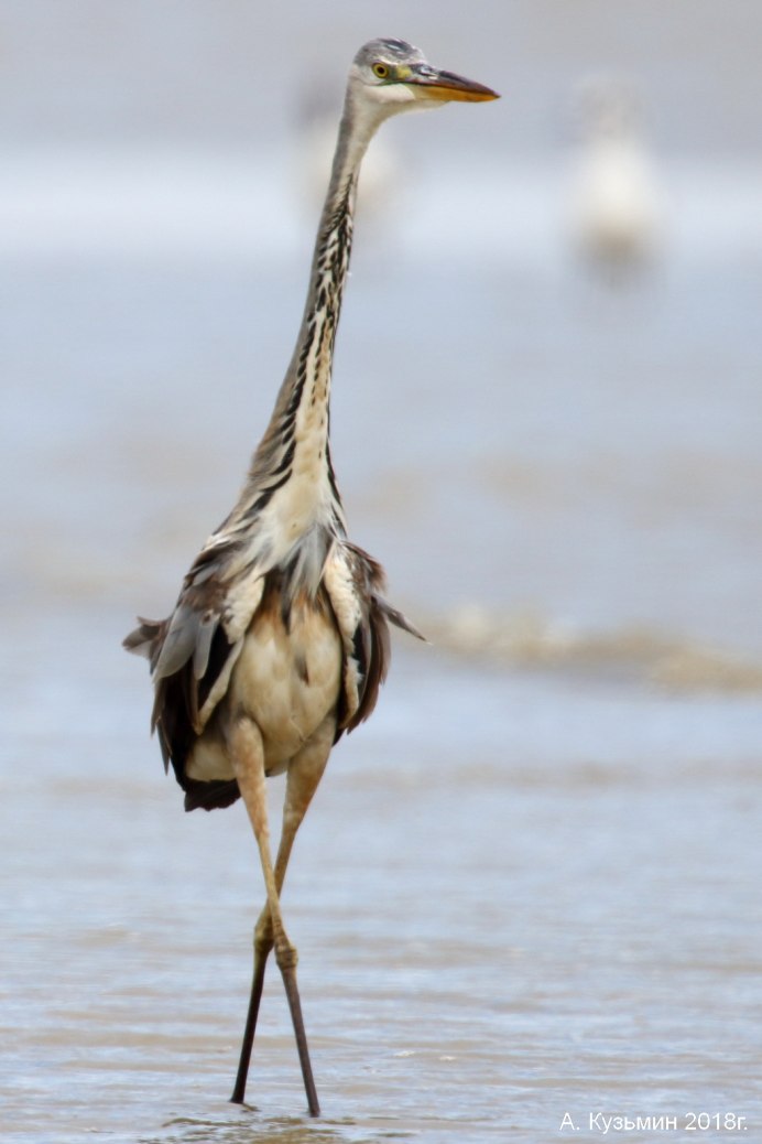 Япония зеленая кваква