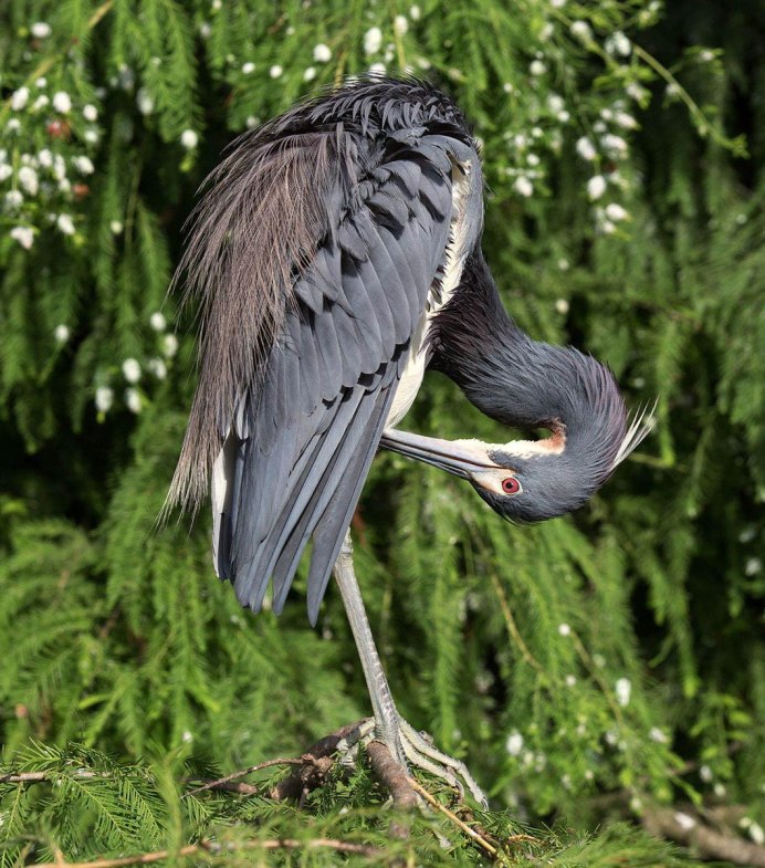 Птица секретарь Морад