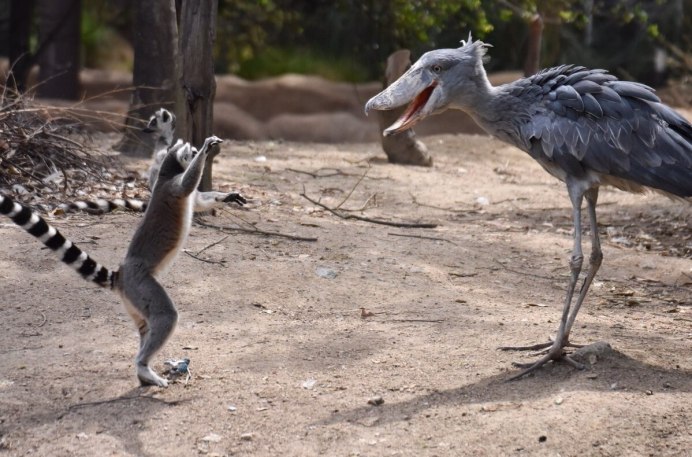 Африканская Болотная птица