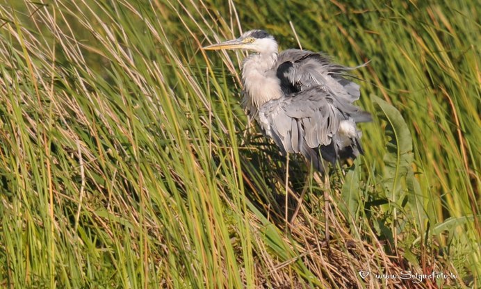 Great Blue Heron (Ardea herodias)
