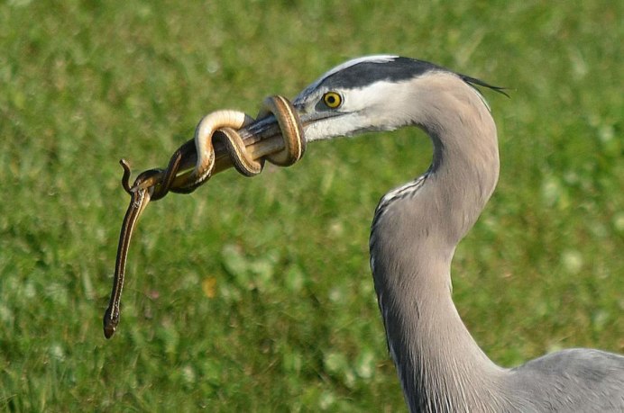 Цапля ест рыбу или нет
