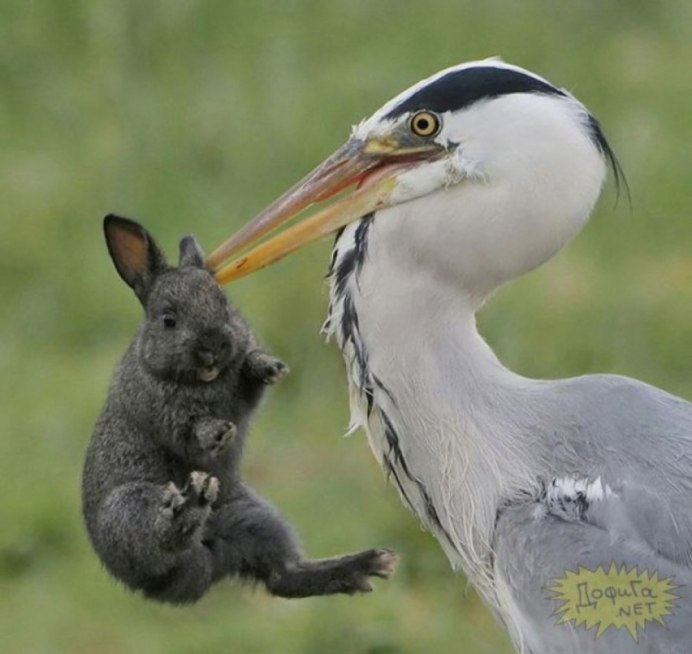 Хитрая змея