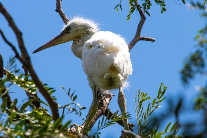 Гологорлая тигровая цапля