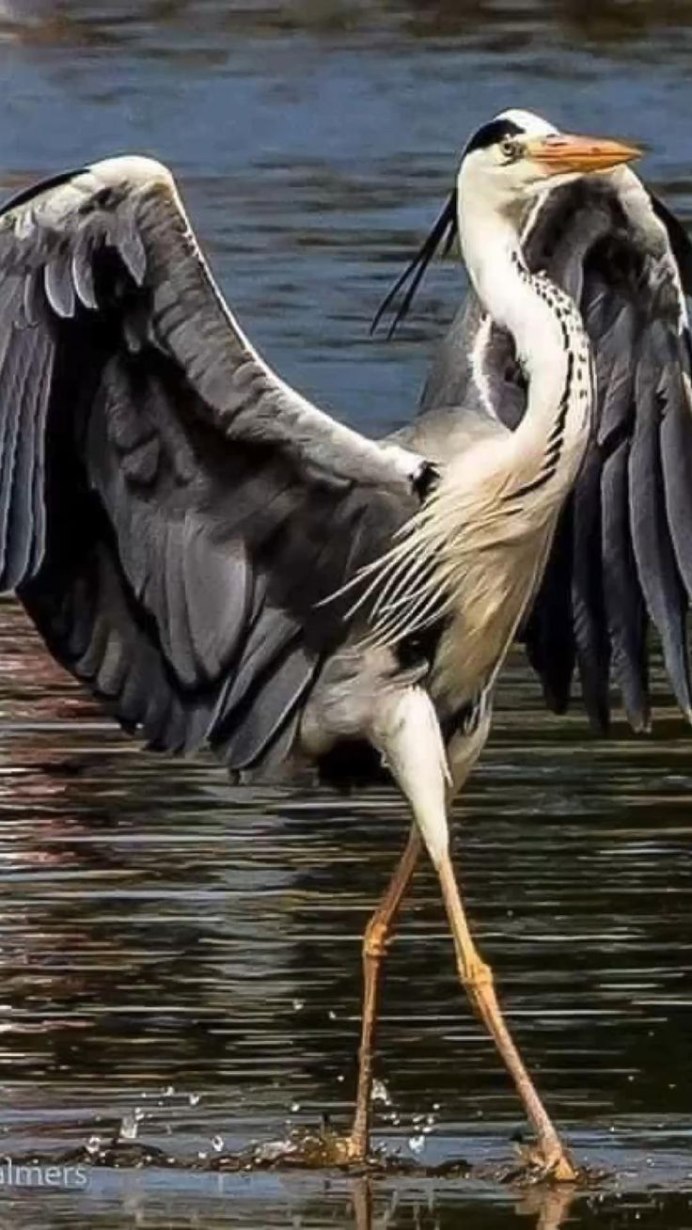 Птица похожая на цаплю