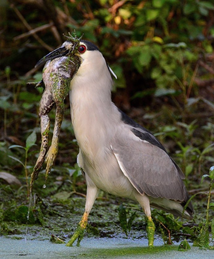 Сорочья цапля