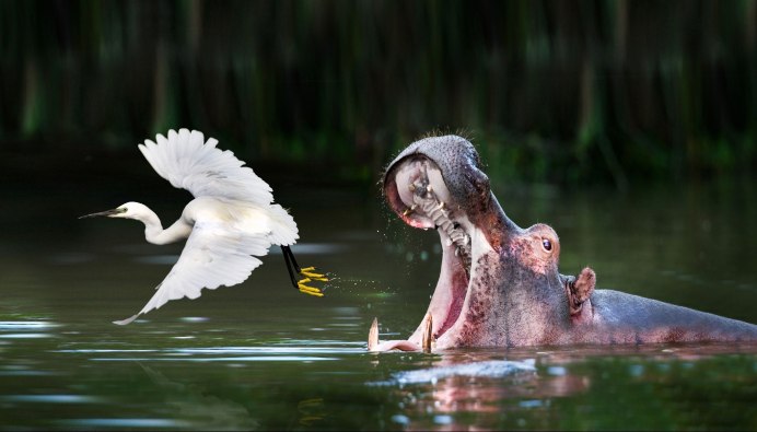 Дженерал цапля