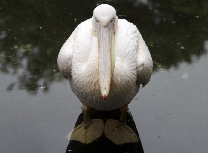 Мангровая цапля