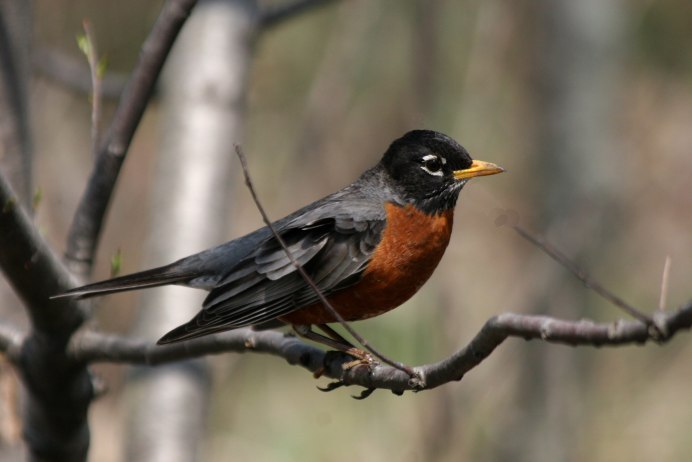 Черный пёстрый Дрозд