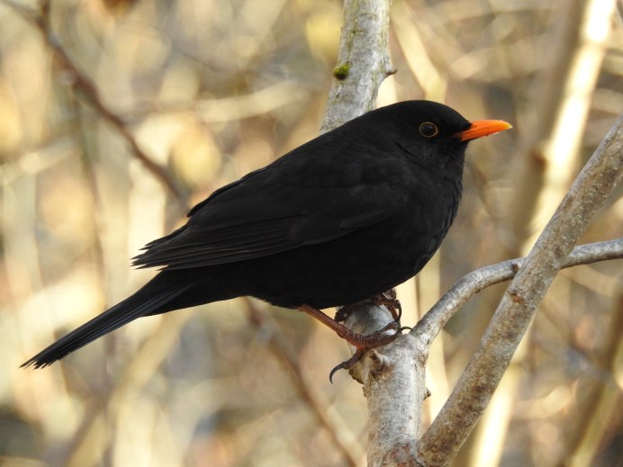Черный Дрозд птица самка