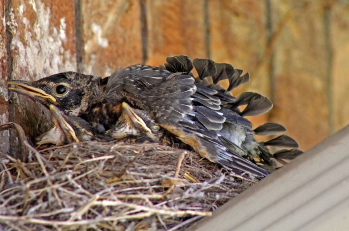 Красный Робин птица