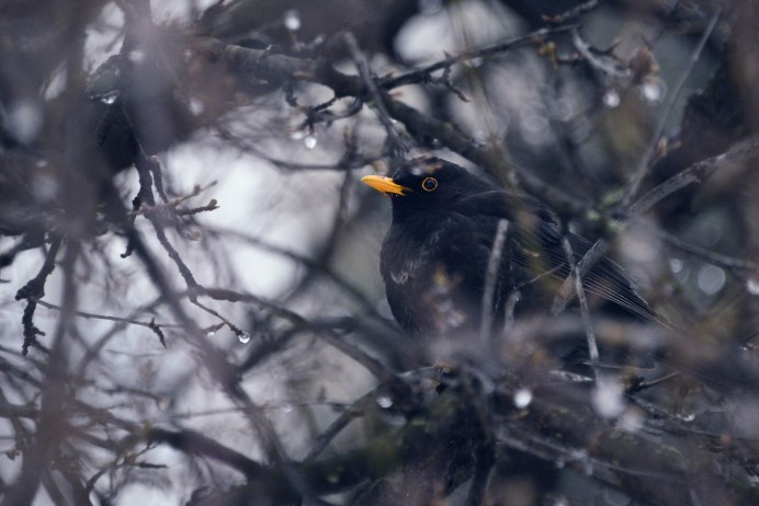Дрозд крапивник фото