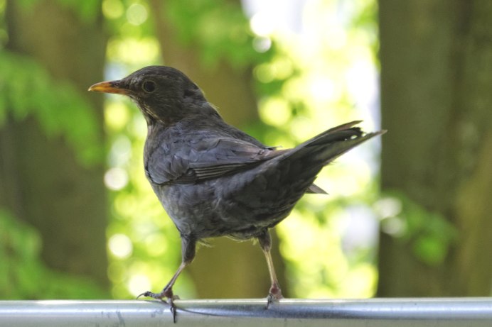 Дрозды гнезда птицы