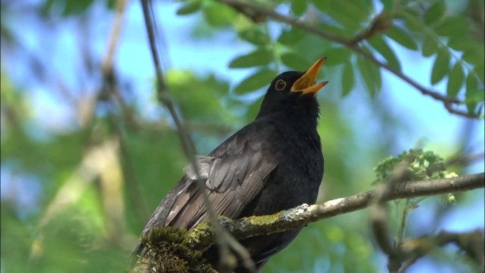 Дрозд-деряба (turdus viscivorus)