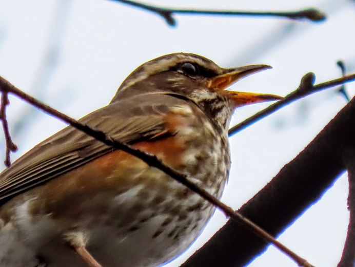 Черный Дрозд на ветке