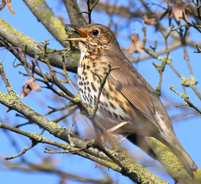 Черный Дрозд птица зимой