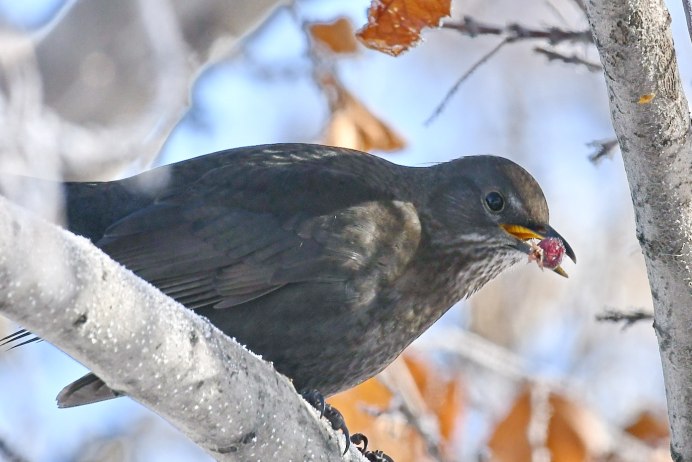 Птицы похожие на дрозда фото