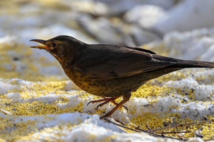 Странствующий Дрозд