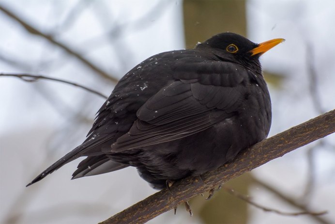 Серая птица больше воробья
