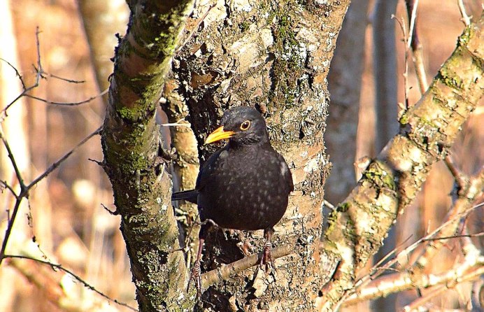 Певчий Дрозд деряба