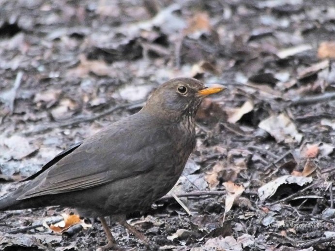 Чернозобый Дрозд (turdus atrogularis)
