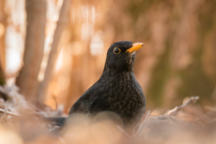 Кулик птица Дрозд