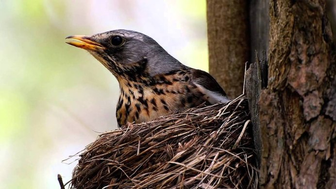 Гологлазый Дрозд (turdus nudigenis)