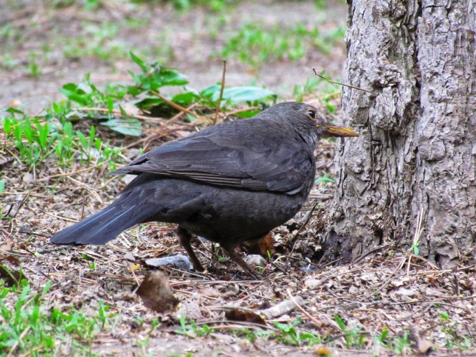 Дрозд чёрный (turdus Merula)