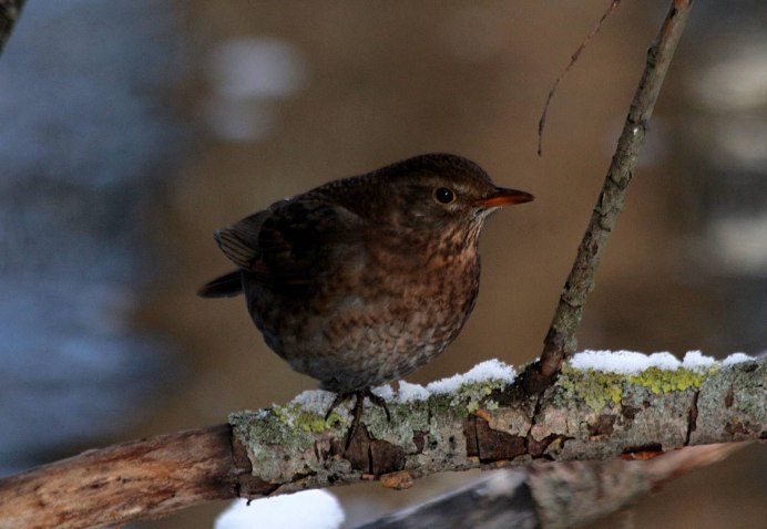 Дрозд белобровик зимой