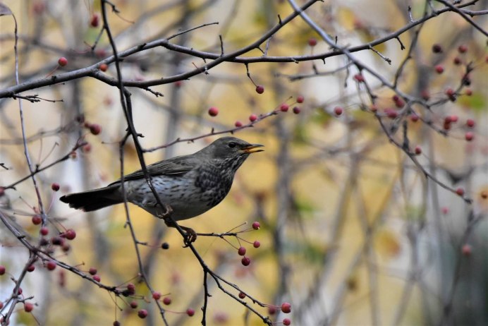 Черный Дрозд птица