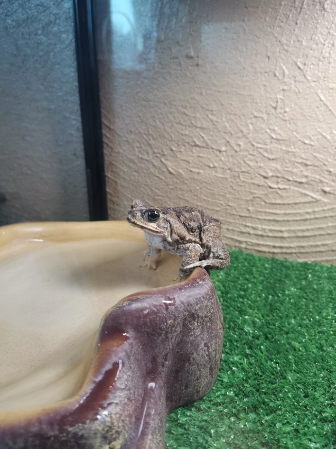 Happy Crested Gecko