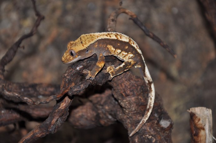 Ресничный геккон-бананоед (Correlophus ciliatus)