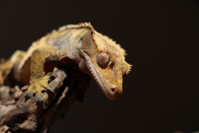 Corellophus cilliatus