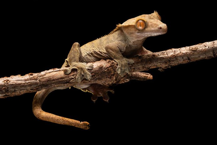 Phoneutria самец