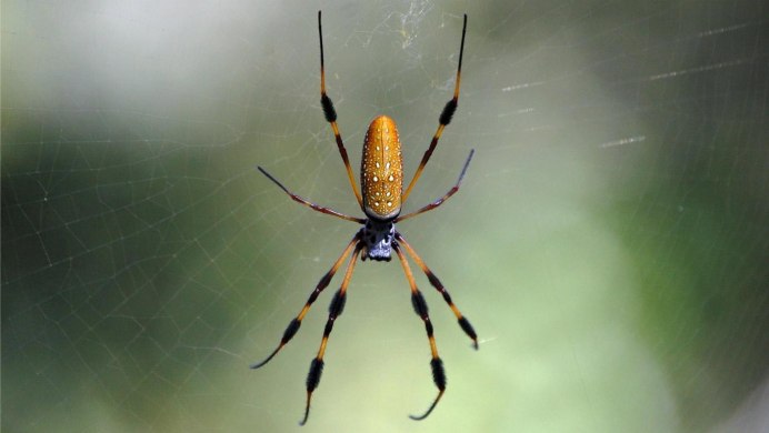 Correlophus ciliatus