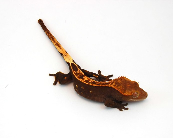 Sandeye Gecko Care